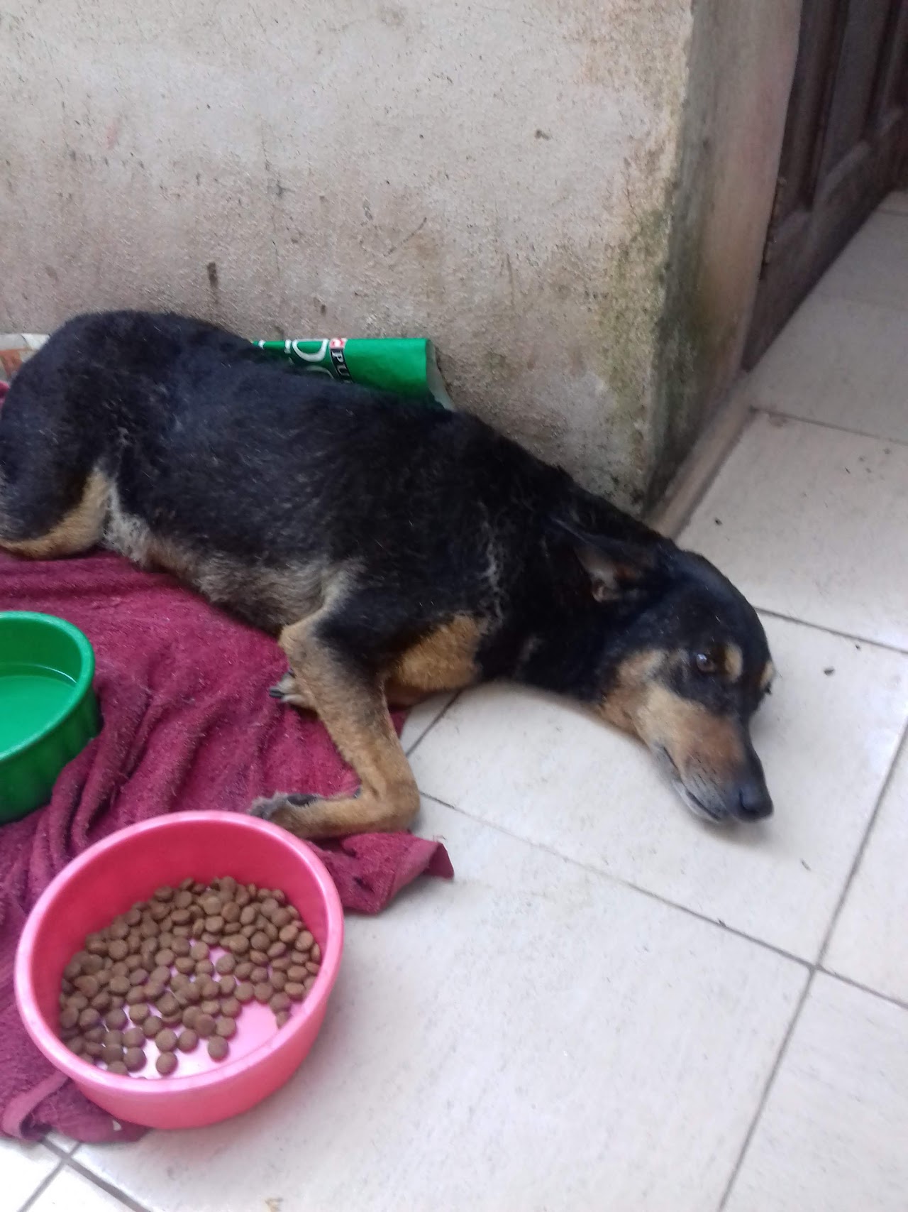 Paciente en recuperación en Veterinaria Meyer