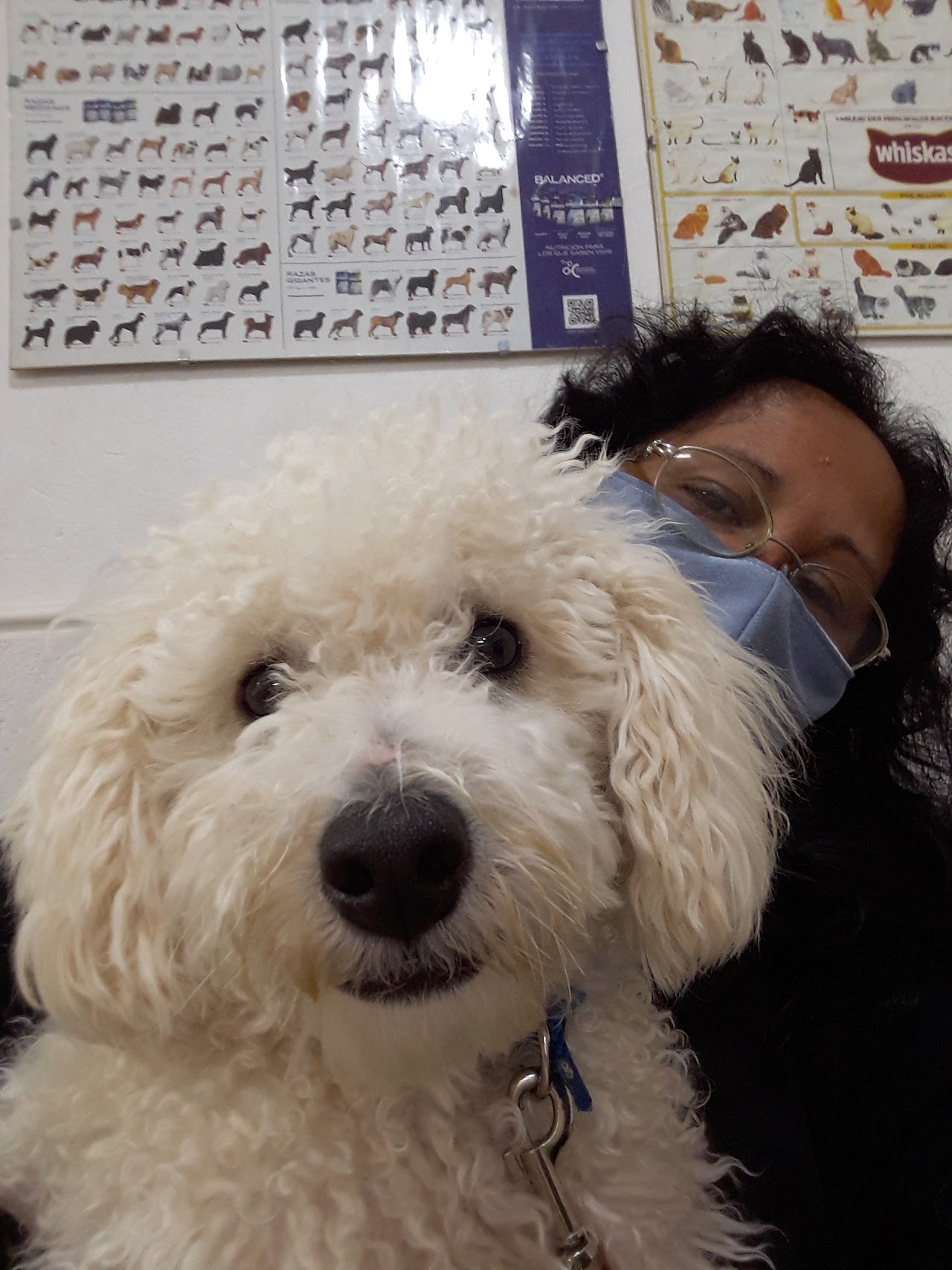 Atención profesional a mascota en Veterinaria Meyer