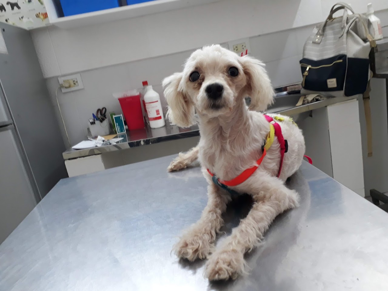 Consulta veterinaria en nuestro consultorio